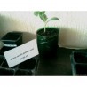 Price: €10 - 100 Sementes Melancia Amarela Lua e Estrelas - Seeds Gallery