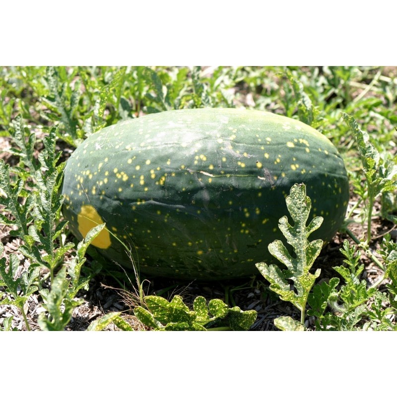 Price: €10 - 100 Sementes Melancia Amarela Lua e Estrelas - Seeds Gallery