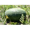 Price: €10 - 100 Frön Gul Vattenmelon 'Moon And Stars' Gul Kött - Seeds Gallery