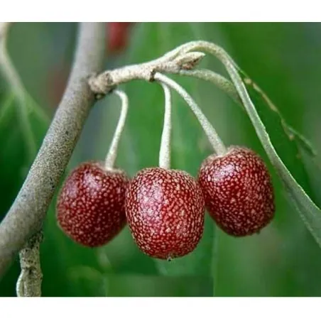 Graines de BAIES D'ARGENT (Elaeagnus Umbellata)
