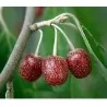Graines de BAIES D'ARGENT (Elaeagnus Umbellata)