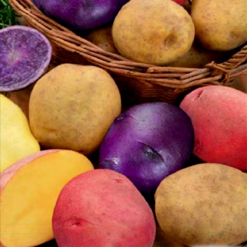 Price: €6 - Salute Multi-colored True Potato Seeds - 