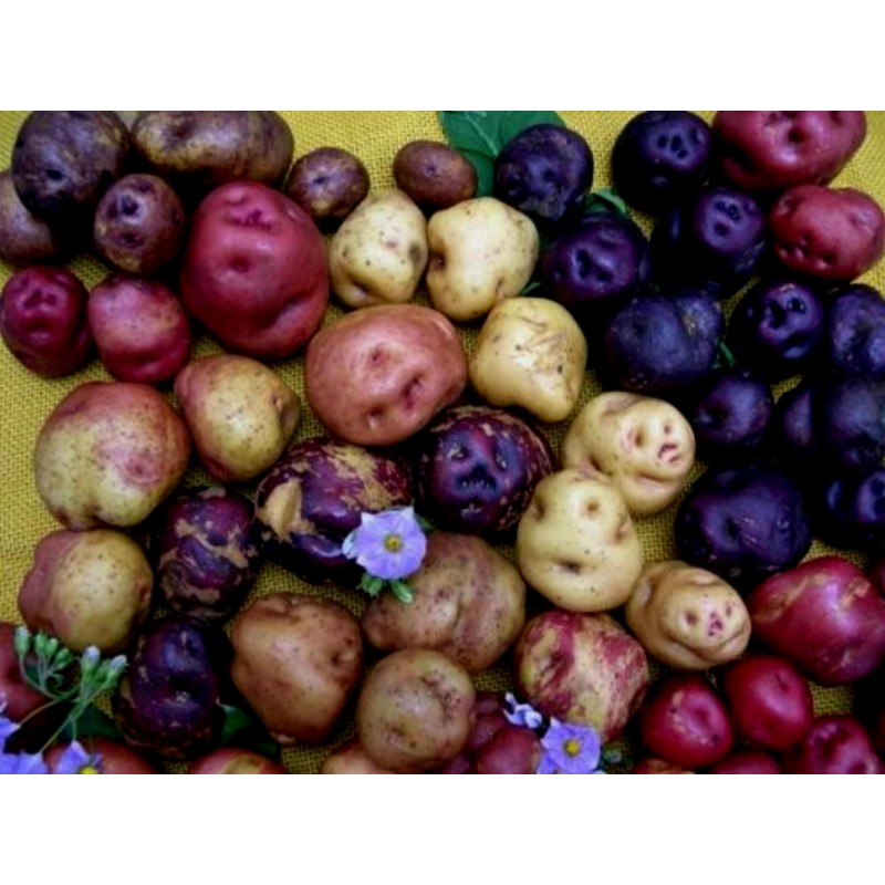 Price: €6 - Semillas De Patata Multicolores “Salute” - 