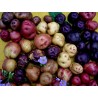 Price: €6 - Salute seme krompira - mix boja - 