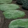 Σπόροι Ιρλανδικα Κοκκινα Φυκια (Irish Moss)