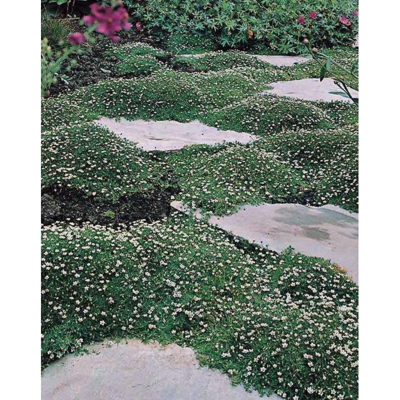 Knorpeltang, Knorpelmoos, Irländisches Moos Samen (Chondrus crispus)