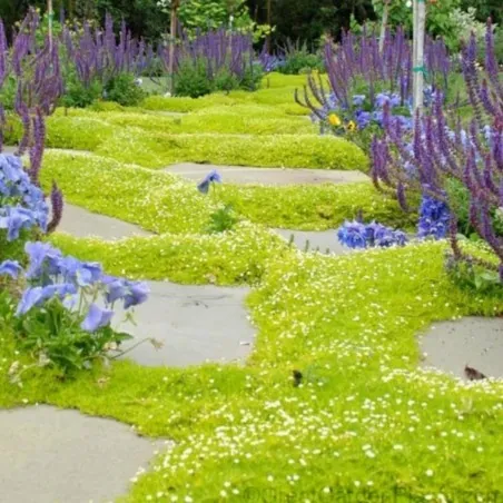 Σπόροι Ιρλανδικα Κοκκινα Φυκια (Irish Moss)
