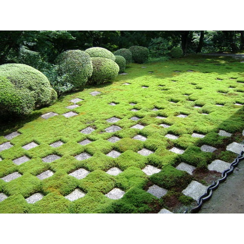 Knorpeltang, Knorpelmoos, Irländisches Moos Samen (Chondrus crispus)