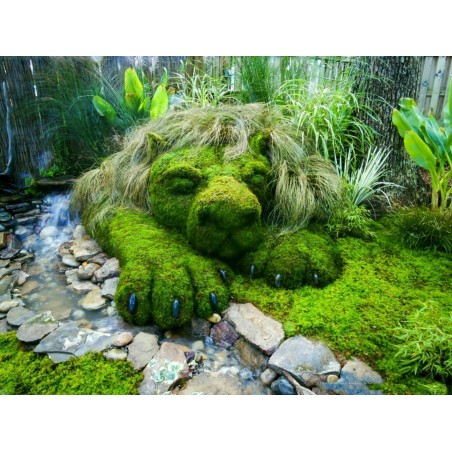 Knorpeltang, Knorpelmoos, Irländisches Moos Samen (Chondrus crispus)