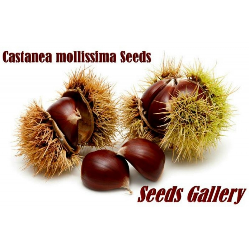 Price: €2.95 - Sementes Castanha Chinesa Rara (Castanea Mollissima) - 