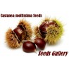Price: €2.95 - Kineski Kesten Seme  (Castanea Mollissima) - 