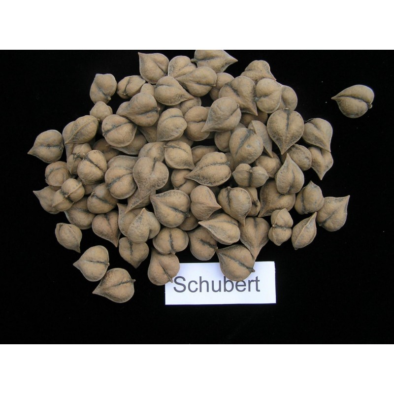 Herznuss Heartbreaker Samen - Juglans Ailantifolia Cordiformis