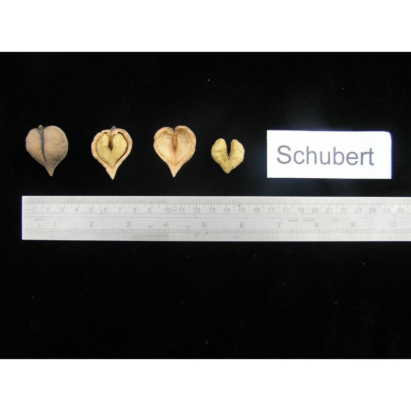 Herznuss Heartbreaker Samen - Juglans Ailantifolia Cordiformis