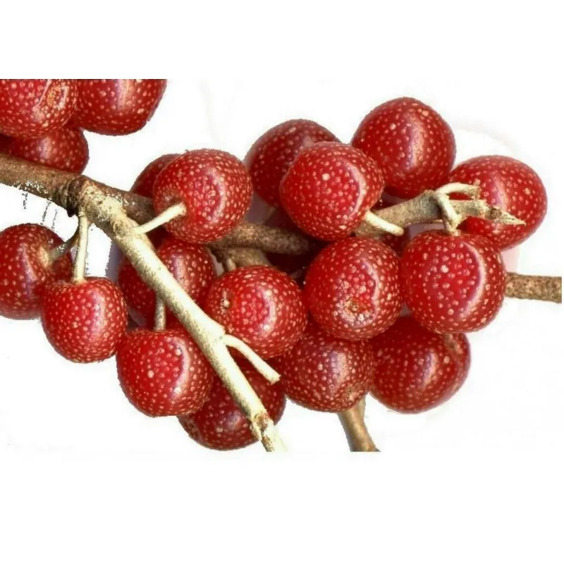 Graines de BAIES D'ARGENT (Elaeagnus Umbellata)