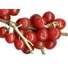 Graines de BAIES D'ARGENT (Elaeagnus Umbellata)
