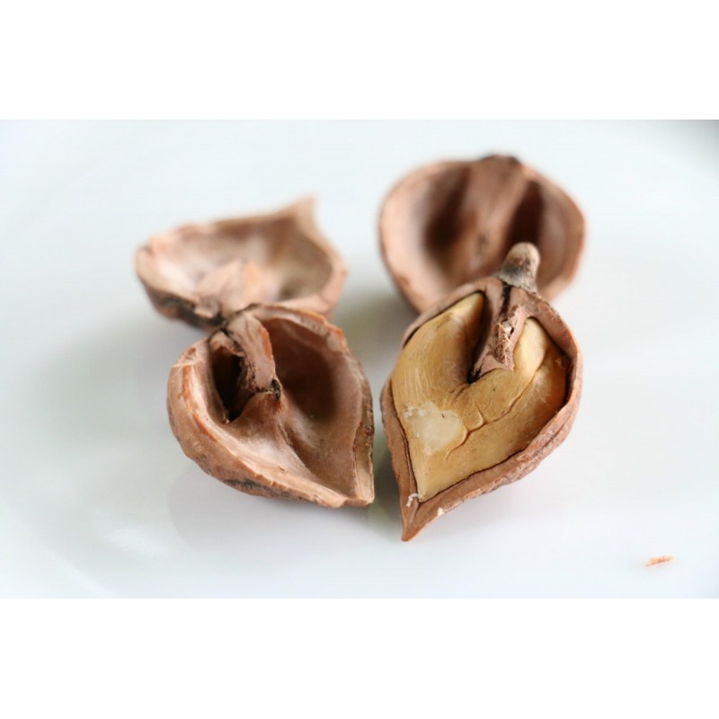 Price: €2.75 - Japanski Srce Orah Seme - Juglans Ailantifolia Cordiformis - 