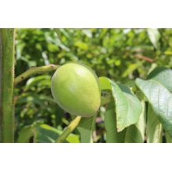 Semi di Noce (frutto) a Forma di Cuore - Juglans Ailantifolia Cordiformis