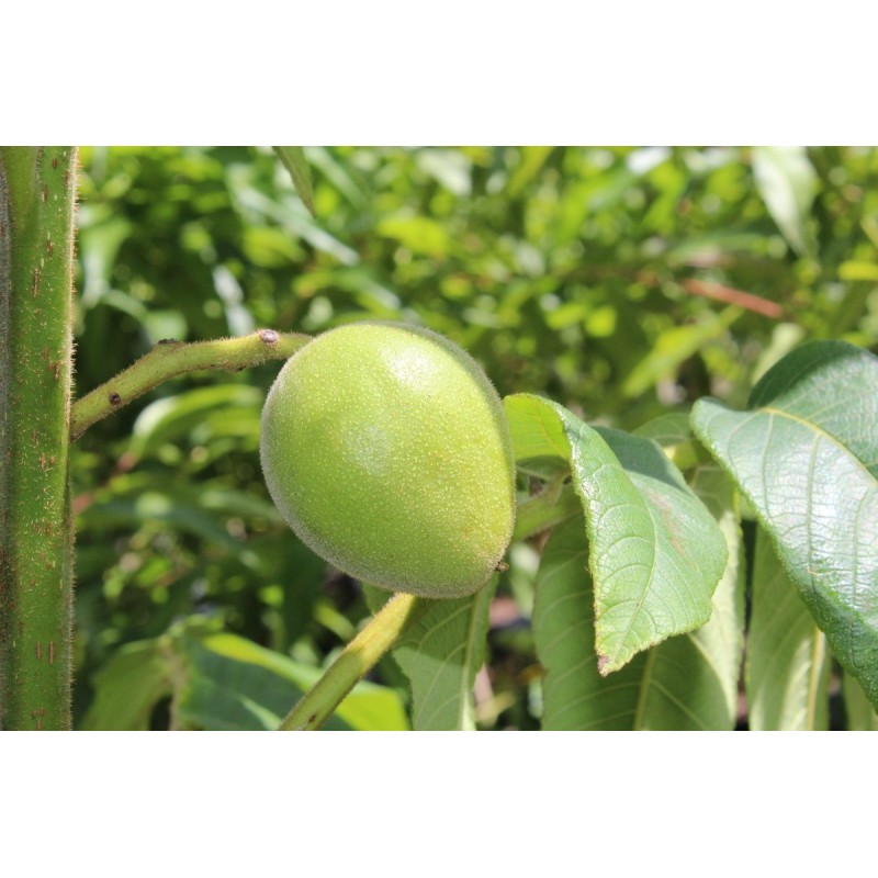 Herznuss Heartbreaker Samen - Juglans Ailantifolia Cordiformis