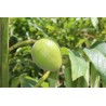 Price: €2.75 - Heartnut Seeds - Juglans Ailantifolia Cordiformis - 