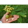 Herznuss Heartbreaker Samen - Juglans Ailantifolia Cordiformis