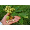 Price: €2.75 - Hjärta Valnöt Frö - Juglans Ailantifolia Cordiformis - 