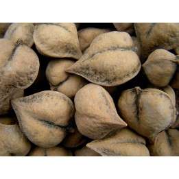 Heartnut Seeds - Juglans Ailantifolia Cordiformis - 2.475