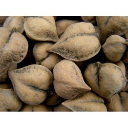 Semi di Noce (frutto) a Forma di Cuore - Juglans Ailantifolia Cordiformis