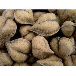 Price: €2.75 - Heartnut Seeds - Juglans Ailantifolia Cordiformis - 
