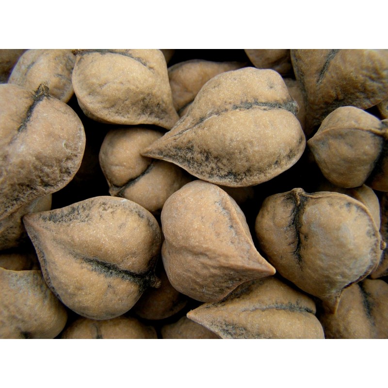 Juglans cordiformis Juglans Ailantifolia Seeds Heartnut Japanese Walnut