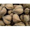 Price: €2.75 - Graines NOIX DE COEUR - Juglans ailantifolia cordiformis - 