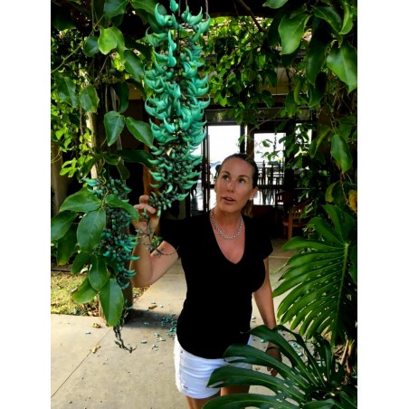 Turquoise Jade Vine - Emerald Vine Seeds (Strongylodon macrobotrys) | β¬12.50
