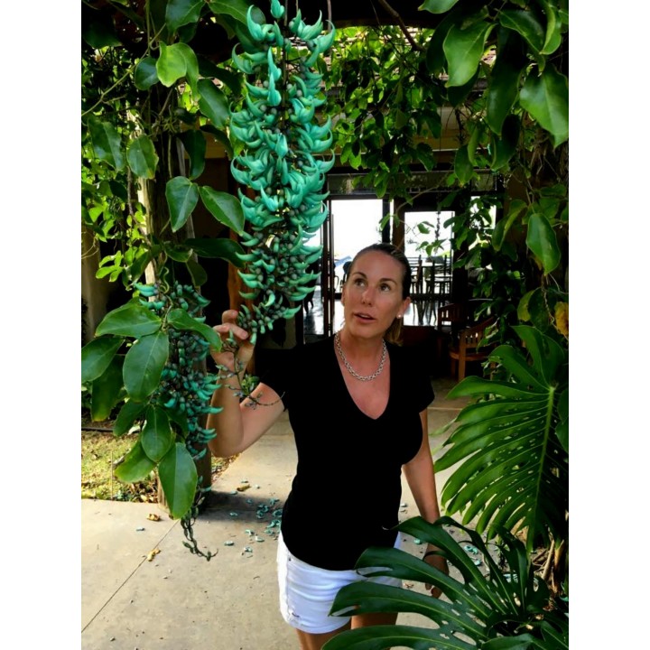 Turquoise Jade Vine - Emerald Vine Seeds (Strongylodon macrobotrys) - 11.25