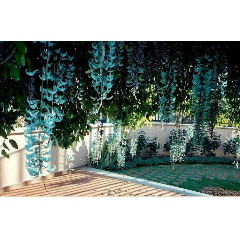 Turquoise Jade Vine - Emerald Vine Seeds (Strongylodon macrobotrys) | β¬12.50