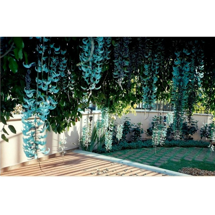 Turquoise Jade Vine - Emerald Vine Seeds (Strongylodon macrobotrys) - 11.25