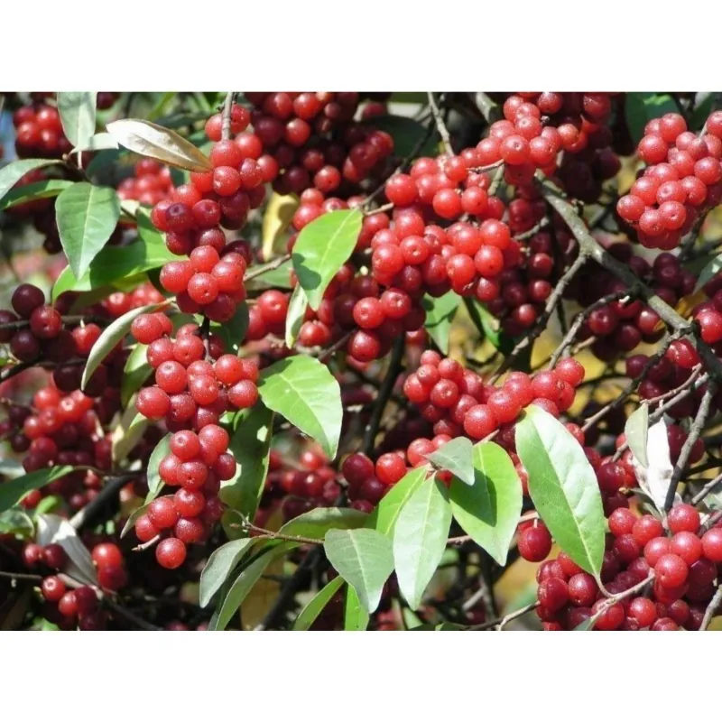 Graines de BAIES D'ARGENT (Elaeagnus Umbellata)