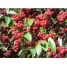 Graines de BAIES D'ARGENT (Elaeagnus Umbellata)
