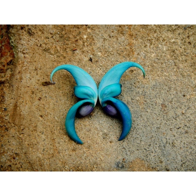 Der Jade-Wein Samen (Strongylodon macrobotrys)