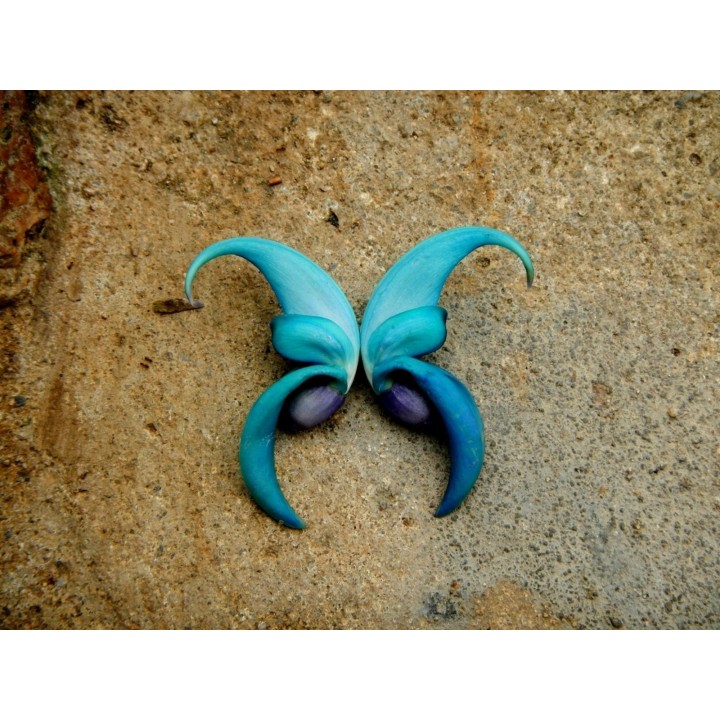Turquoise Jade Vine - Emerald Vine Seeds (Strongylodon macrobotrys) - 11.25