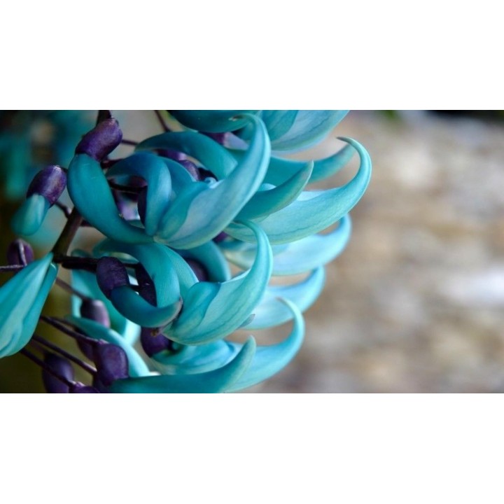 Turquoise Jade Vine - Emerald Vine Seeds (Strongylodon macrobotrys) - 11.25