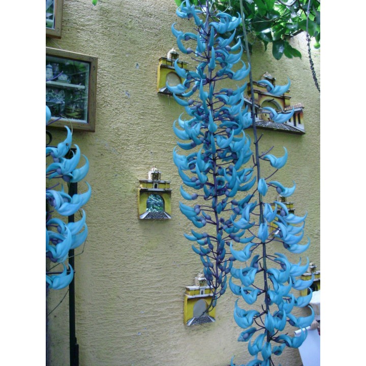 Turquoise Jade Vine - Emerald Vine Seeds (Strongylodon macrobotrys) - 11.25