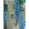 Turquoise Jade Vine - Emerald Vine Seeds (Strongylodon macrobotrys) | β¬12.50