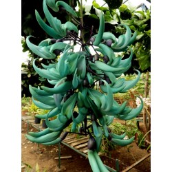 Turquoise Jade Vine - Emerald Vine Seeds (Strongylodon macrobotrys)
