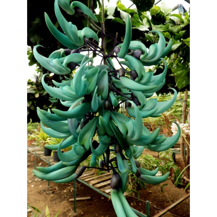 Turquoise Jade Vine - Emerald Vine Seeds (Strongylodon macrobotrys) - 11.25