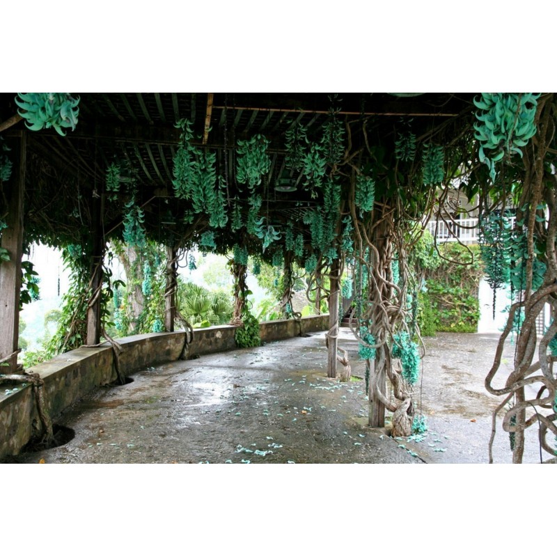 Turquoise Jade Vine - Emerald Vine Seeds (Strongylodon macrobotrys) | β¬12.50