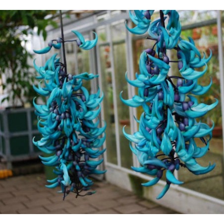 Turquoise Jade Vine - Emerald Vine Seeds (Strongylodon macrobotrys) | β¬12.50