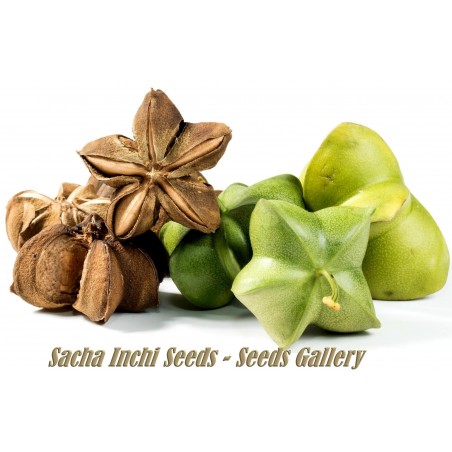 Sacha Inchi - Inka-Nuss Samen (Plukenetia volubilis) | 4,95 €