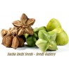 Sacha Inchi - Inka-Nuss Samen (Plukenetia volubilis) | 4,95 €