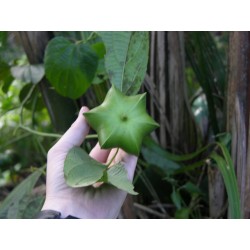 Inca Nut, Sacha Inchi, Sacha Peanut Seeds (Plukenetia volubilis)