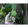 Sacha Inchi - Inka-Nuss Samen (Plukenetia volubilis) | 4,95 €