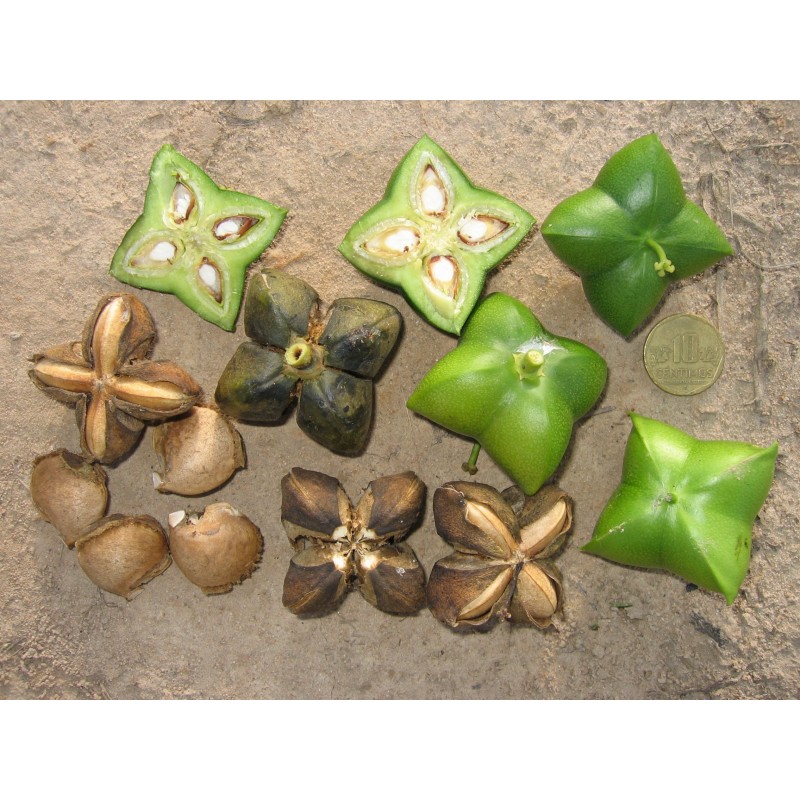 Sacha Inchi - Inka-Nuss Samen (Plukenetia volubilis) | 4,95 €